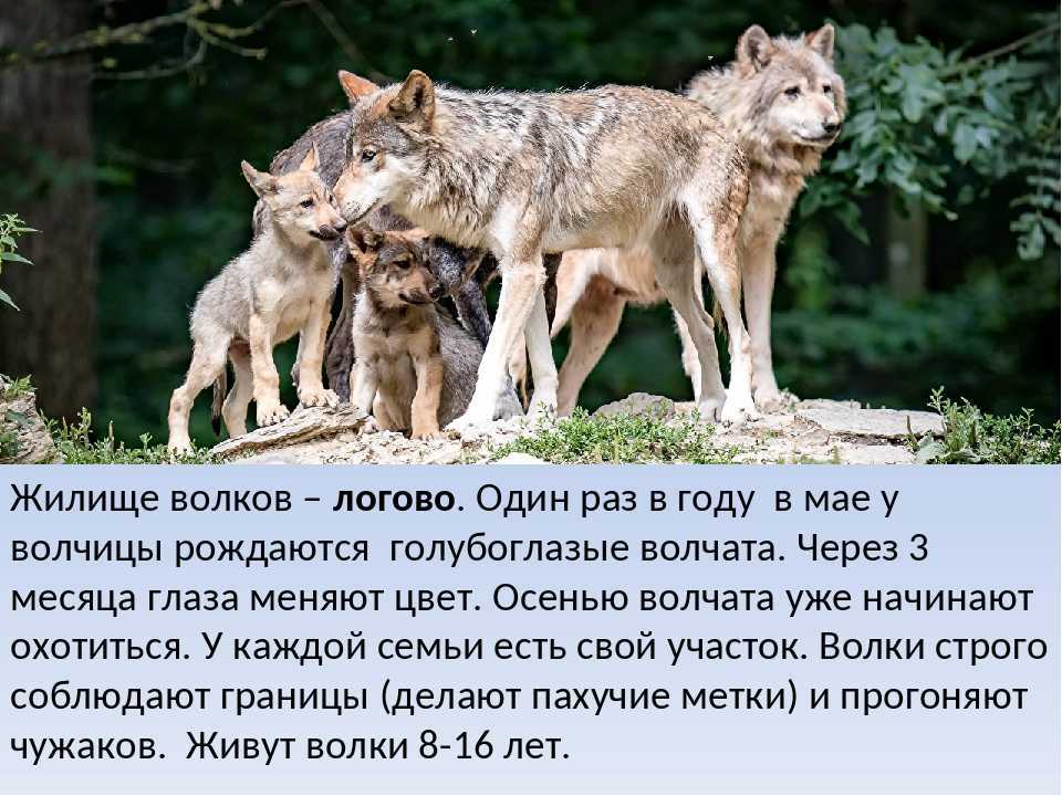 Волк – описание, виды, фото, чем питается, где обитает