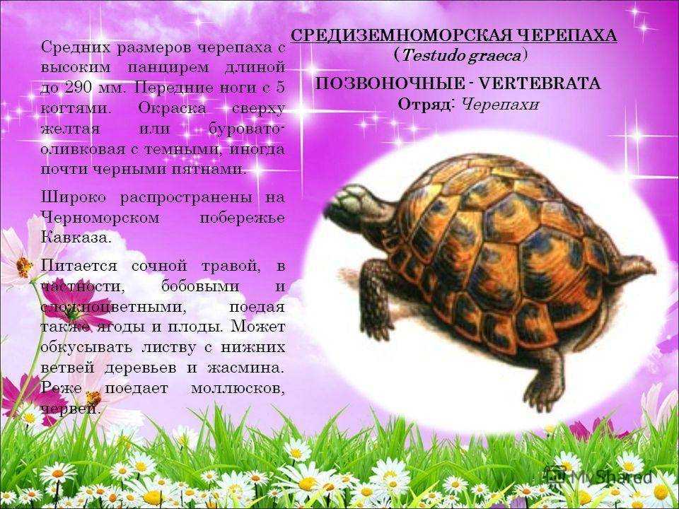 3 черепахи слова. Черепахи. Средиземноморская черепаха. Красная книга черепашка. Описание черепахи.
