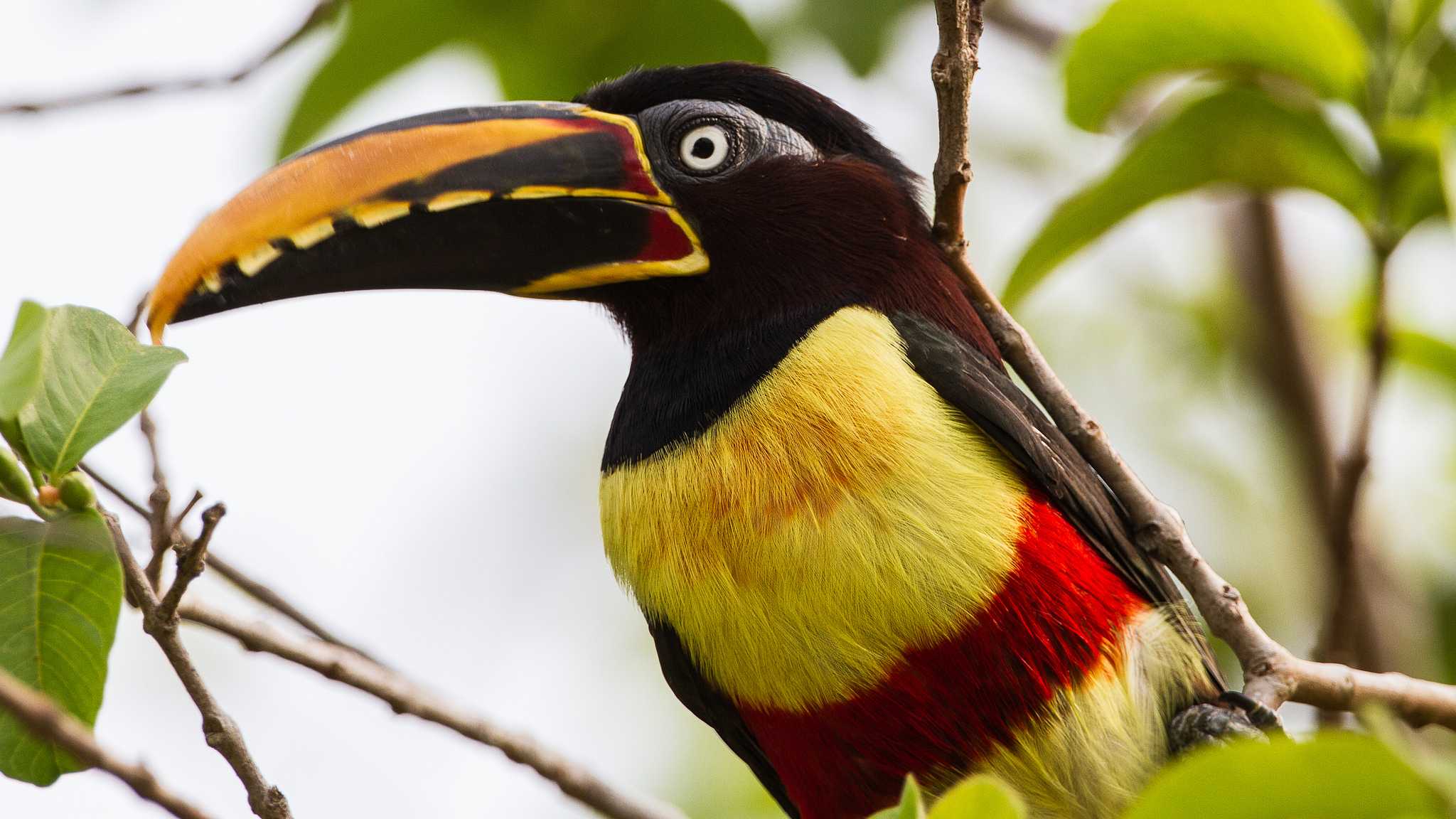 Птицы в южной америке фото и название
