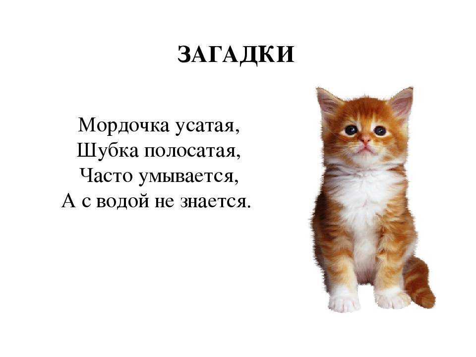 Вопрос: помогите пожалуста с заданием найди в тексе предложение с однородными сказуемымивыпиши это предложение и подчеркни в нём