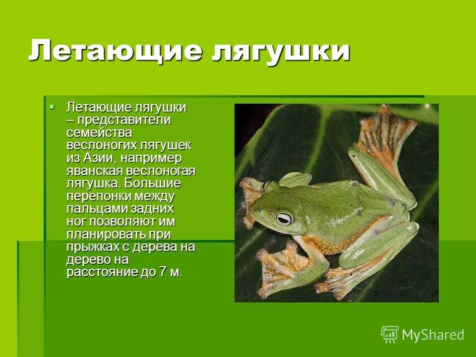 Черная дождевая лягушка Breviceps fuscus — эндемик Южной Африки Это сравнительно небольшое земноводное, достигающее длины от 40 до 50 мм У нее круглое туловище и короткие конечности