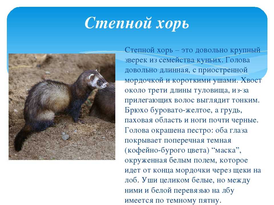 Степной, светлый или белый хорёк mustela eversmanni