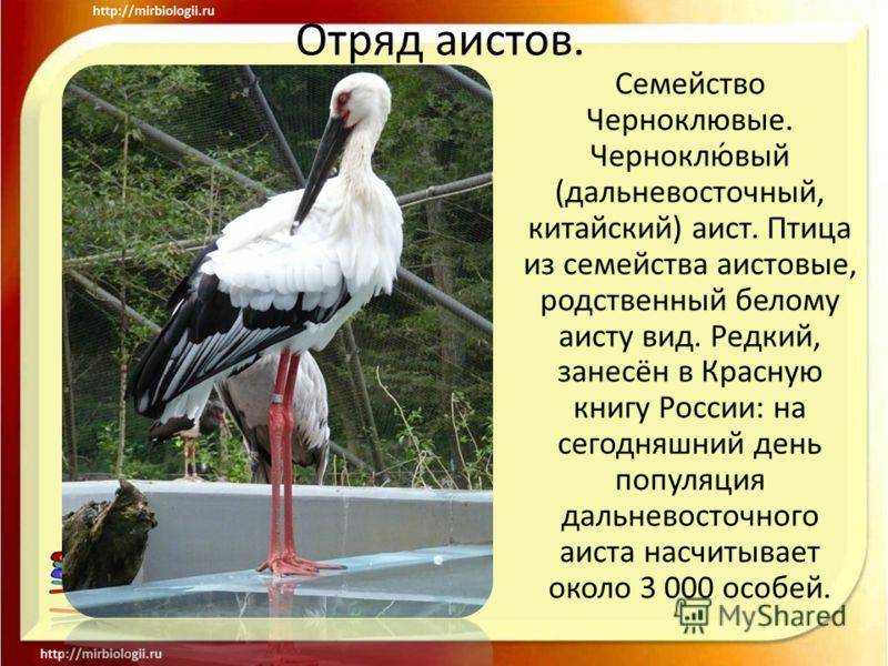Отряды класса птиц - список, названия, фото и краткое описание