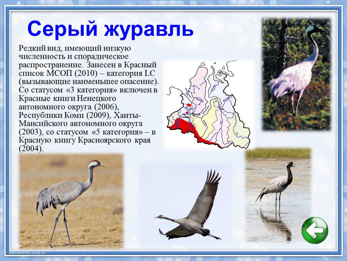 Пискулька — описание, среда обитания, интересные факты