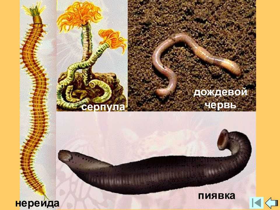 Гиляров, меркурий сергеевич