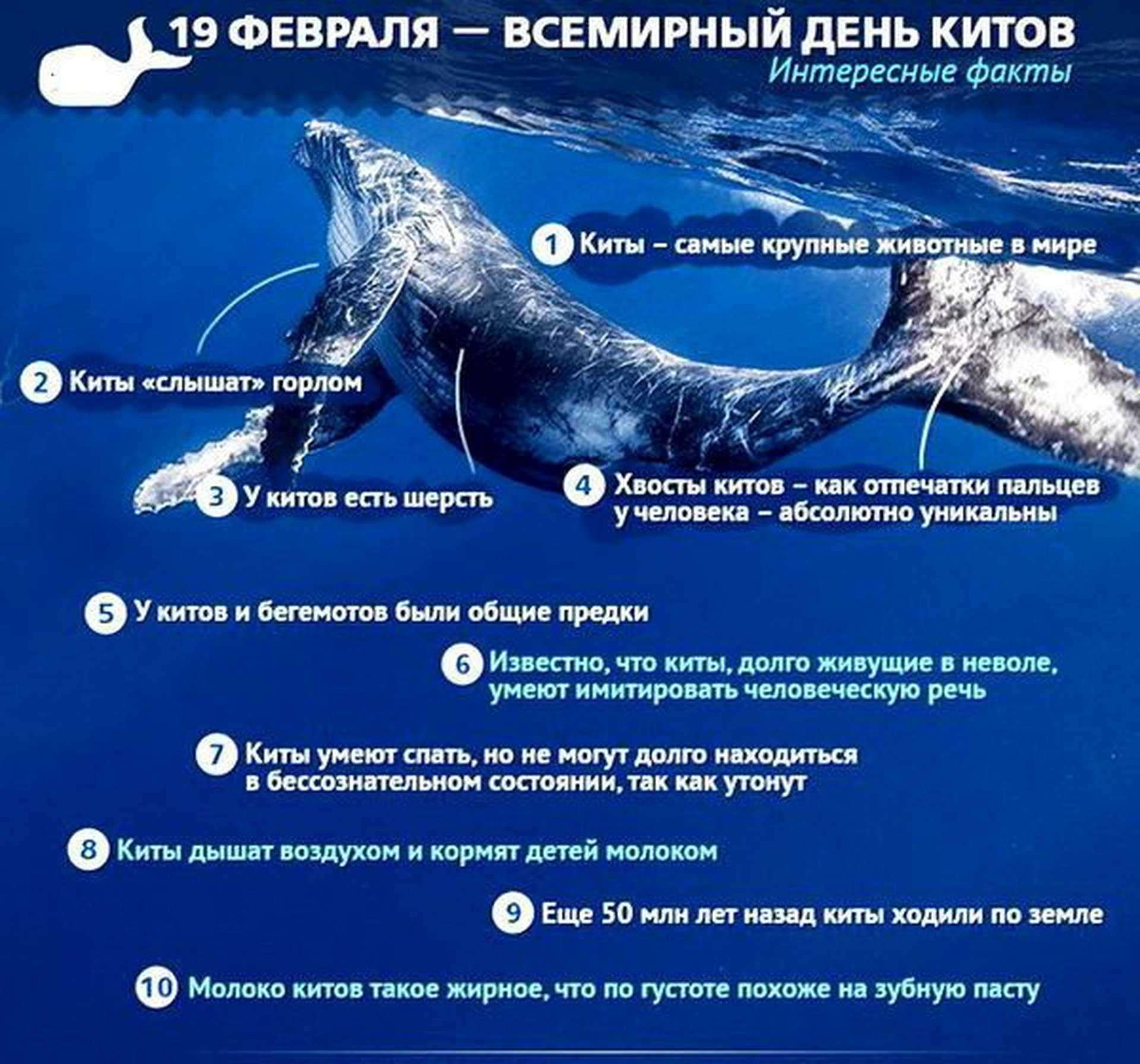 20 удивительных видов китообразных: от кашалотов до дельфинов