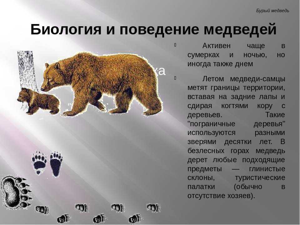 Бурый медведь: образ жизни и зимняя спячка. интересные факты