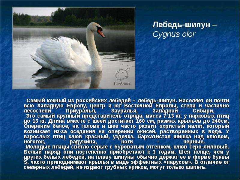 Лебедь шипун - птица, занесённая в красную книгу, что едят, среда обитания, сколько живут и другие интересные факты
