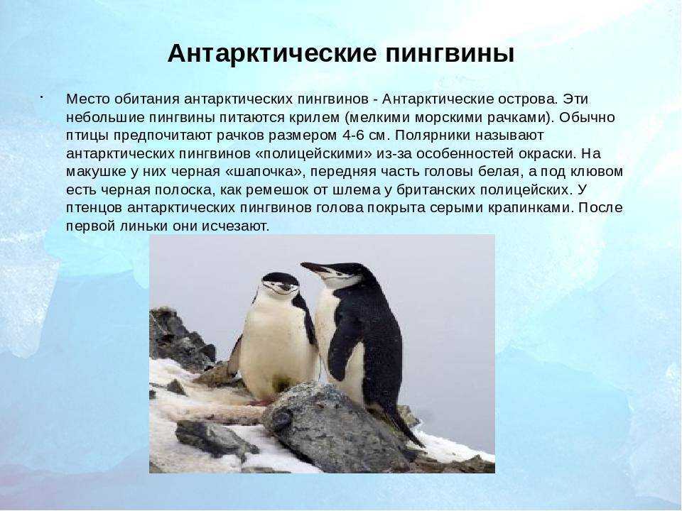 Значение пингвинов в природе. Ареал обитания пингвинов. Антарктический Пингвин. Описание пингвина. Местообитание пингвинов.