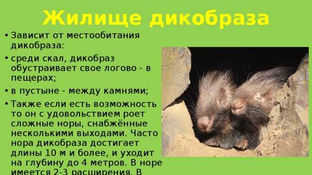 Дикобраз индийский