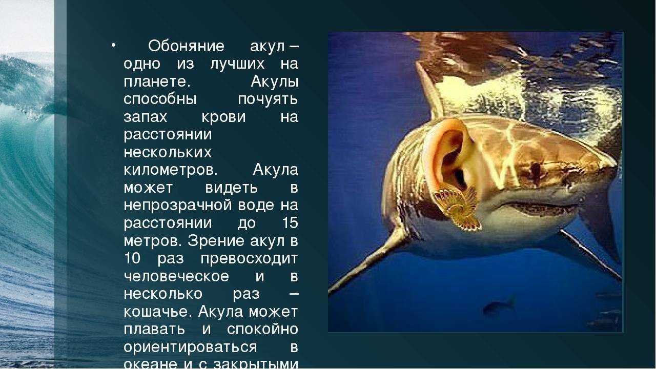 6.2.2. акулы, скаты и химеры