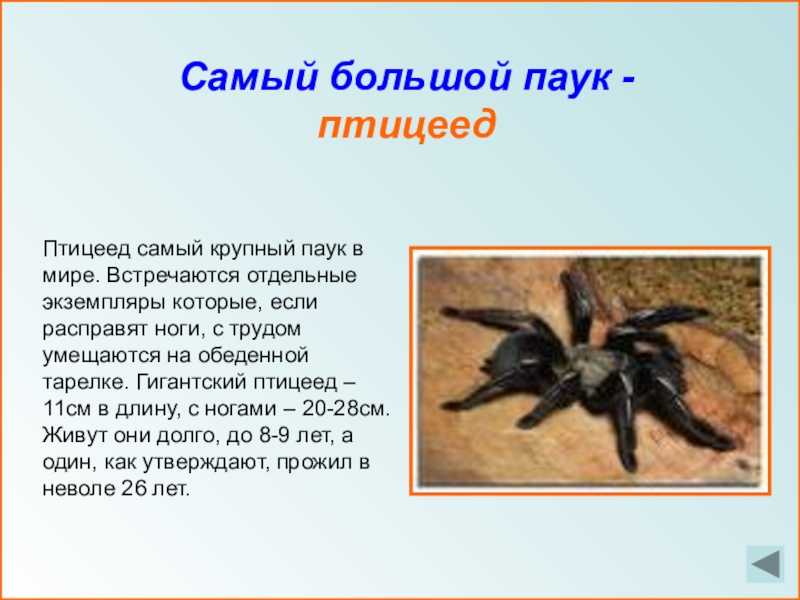Розовый чилийский птицеед: описание, среда обитания, особенности, фото ( 6 фото )