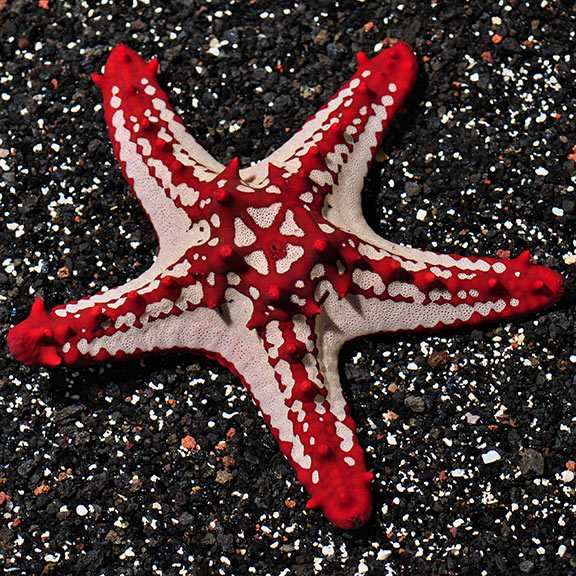 Red-knobbed starfish - creationwiki, the encyclopedia of creation science