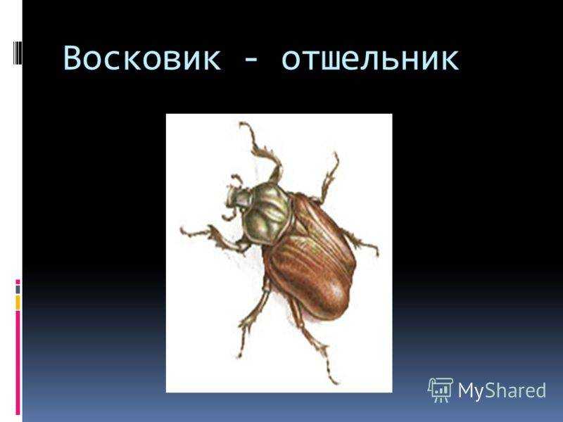 Насекомые красной книги россии: внешний вид, фото, особенности, интересные факты, среда обитания