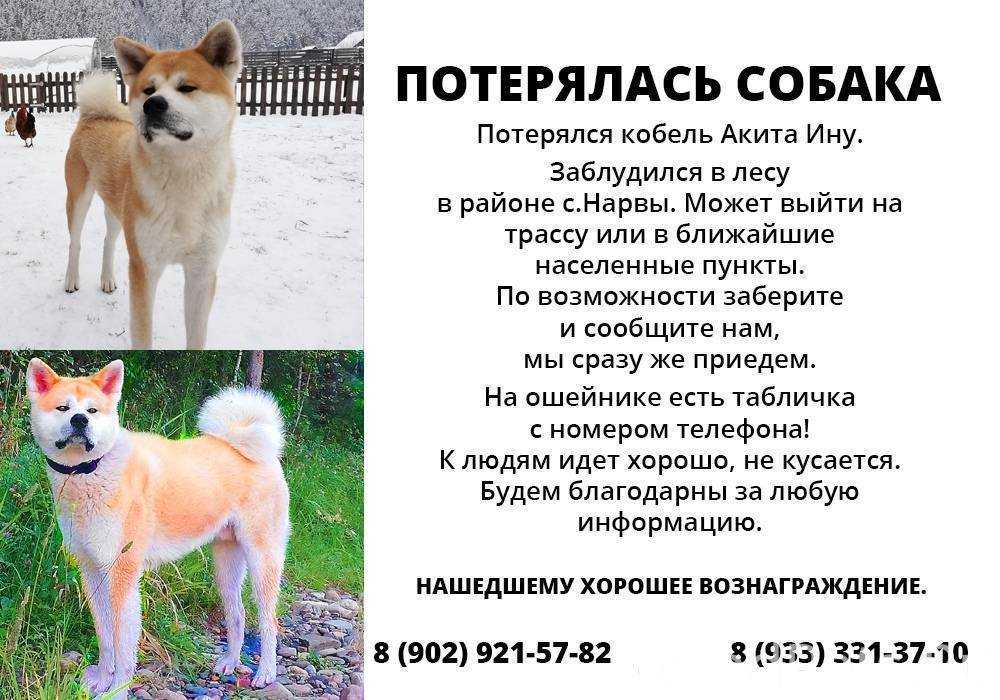Японские породы собак: обзор всех представителей (+ фото) | ваши питомцы