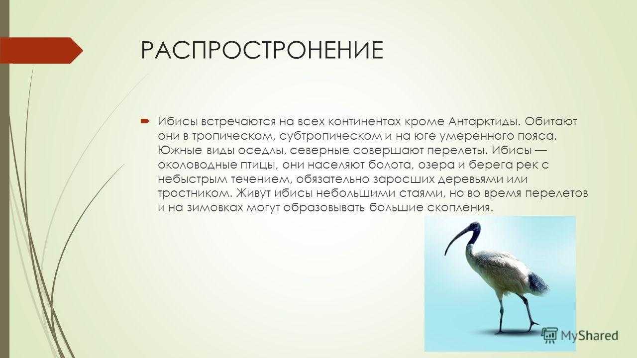 Красноногий или японский ибис – самая редкая на земле птица