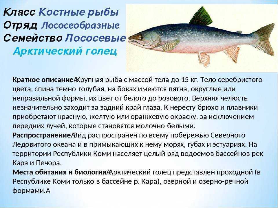 Лососевые: внешний вид, фото, особенности, интересные факты, среда обитания