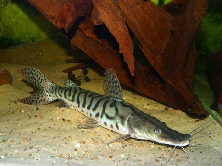 Семейство: пимелодовые, или или плоскоголовые сомы pimelodidae