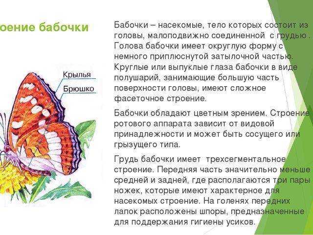 Бабочка: внешний вид, фото, особенности, интересные факты, среда обитания