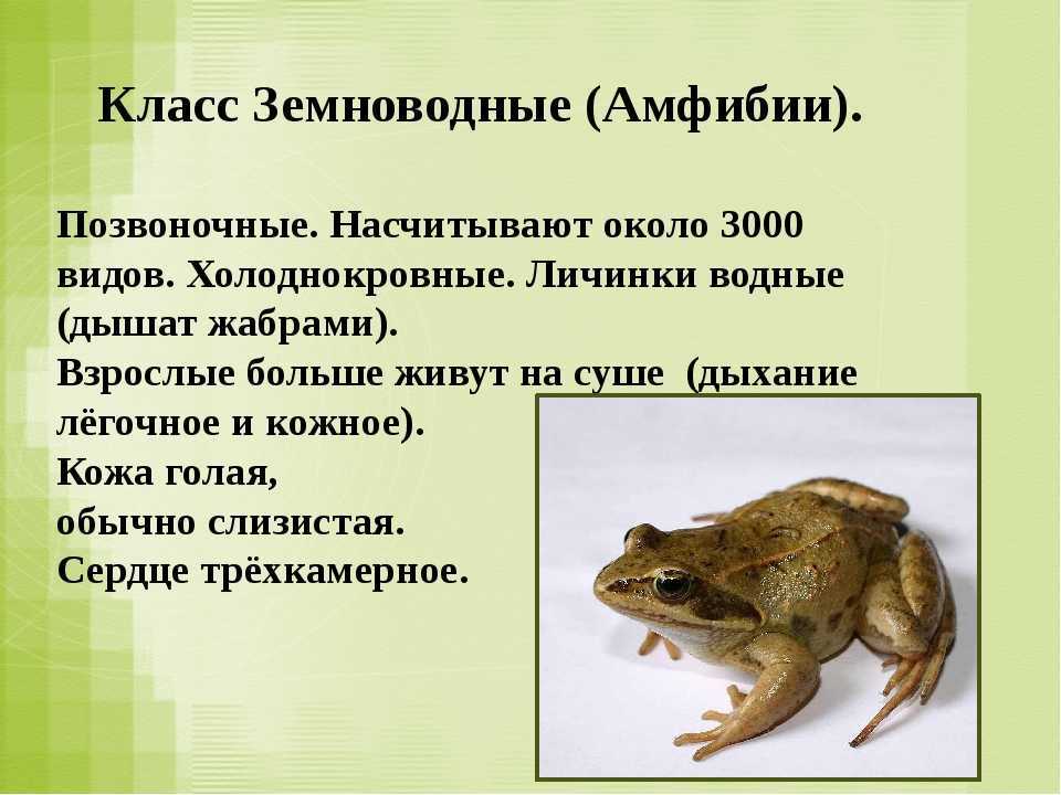 Содержание мантелл и какие они бывают?:::мантеллы – одни из самых маленьких лягушек. содержание мантелл. сайт о животных. pilife