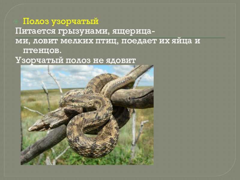 Ринхофис буланже . rhynchophis boulengeri . зеленый древесный полоз харьков  ua