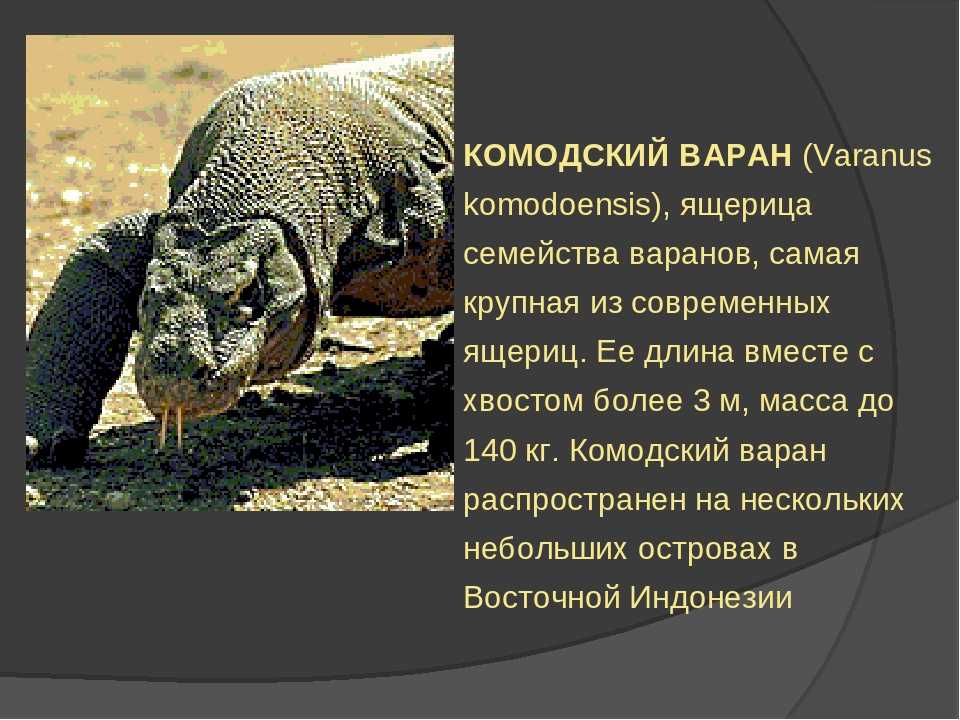 Как содержать дома хамелеона