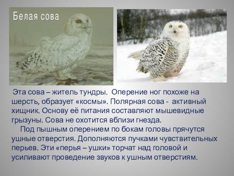 Полярная сова