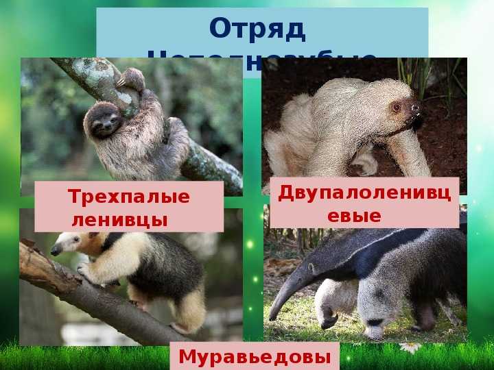 Класс млекопитающие