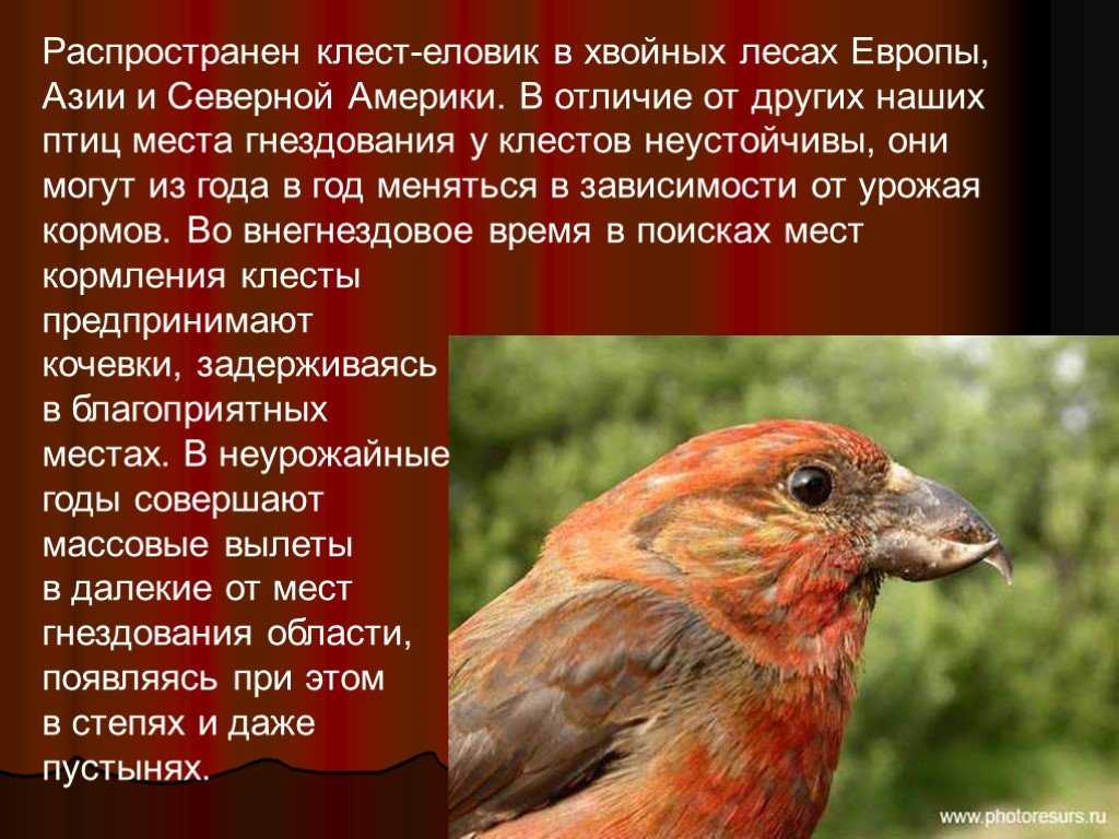 Клест птица. образ жизни и среда обитания клеста