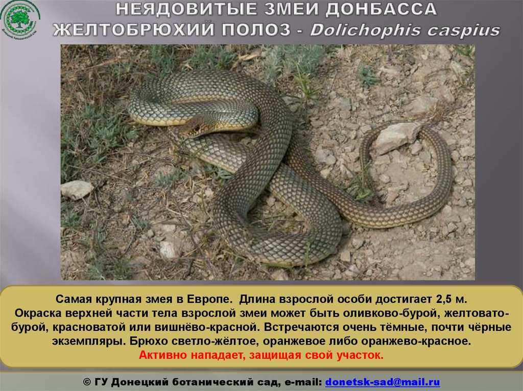 Четырёхполосый лазающий полоз