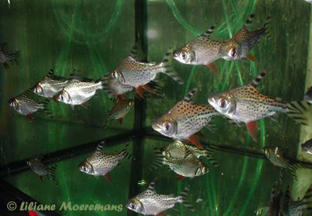Семапрохилодус тэниурус (semaprochilodus taeniurus) » домашний аквариум