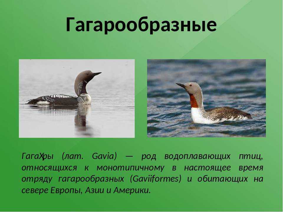 Гагара ваше имя (обязательно) ваш e-mail (обязательно) тема сообщение пожаловаться ▲▼ проблемыинформация невернаопечатки, неверная орфография и пунктуацияинформация потеряла актуальностьнедостаточно и