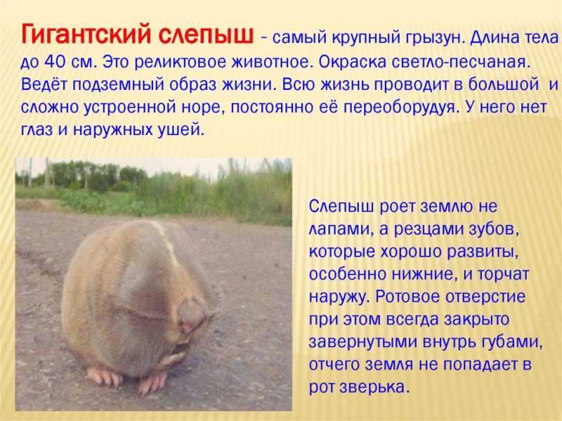 Слепыш: очень странная замена привычных для нас кротов на юге россии