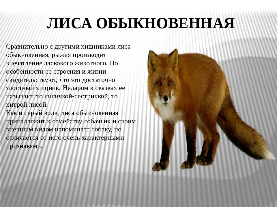 Все о лисах