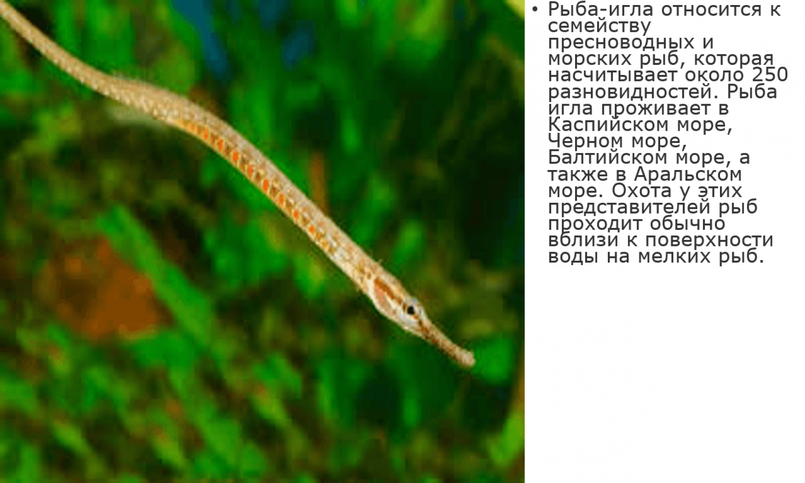 Факты о морском коньке. занимательные факты о морских коньках