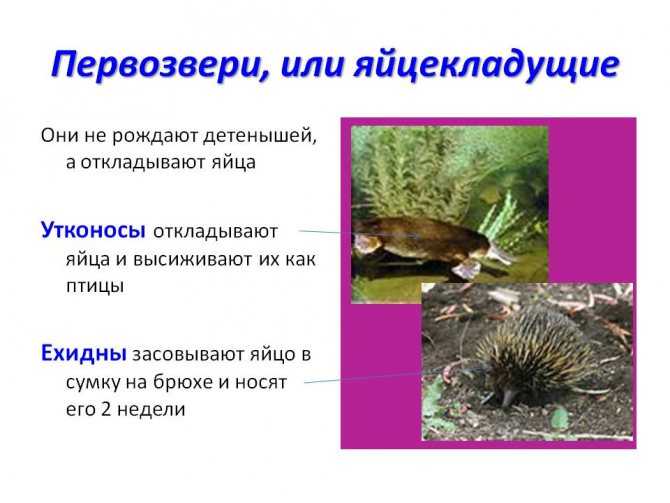 Однопроходные