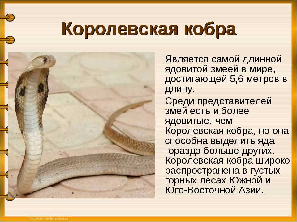 Топ-10 самые ядовитые змеи в мире