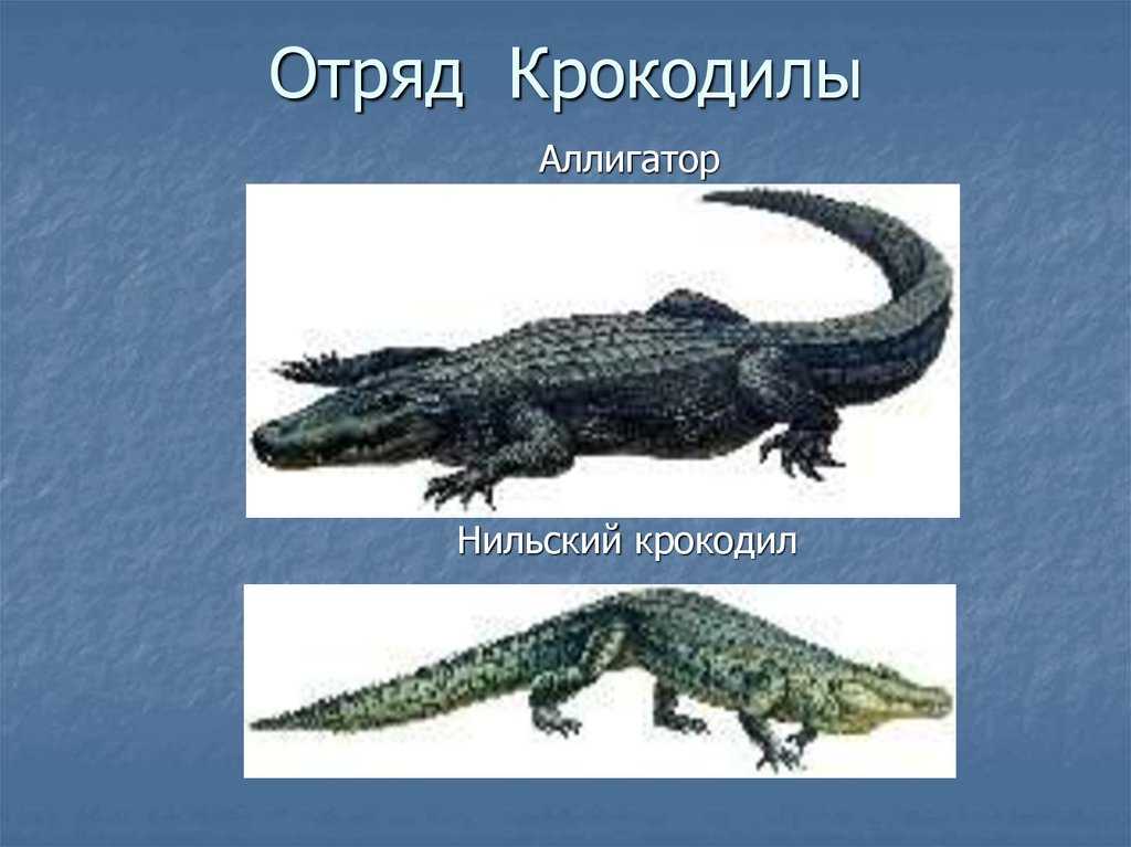 Рыба-крокодил: фото, описание, образ жизни и повадки