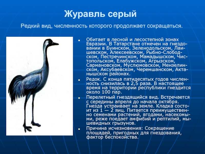 Журавль: значение и символ в восточной (китайской и японской) культуре. что означает журавль в китайской и японской живописи