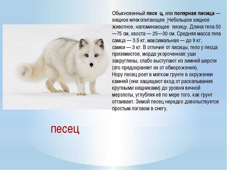Голубой песец: как выглядит, где обитаем, чем питается и интересные факты (фото)