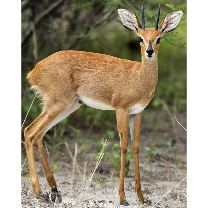 Стенбок Raphicerus campestris – карликовая антилопа – его высота в холке составляет всего 52 см, а вес — 11 кг Вид представлен двумя изолированными популяциями, из которых одна находится в Восточной Африке, а вторая в Южной Африке