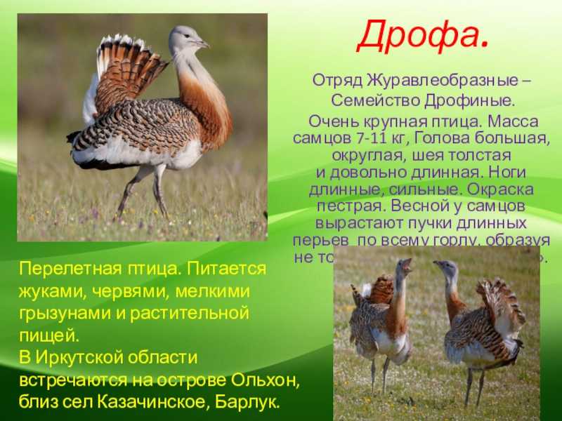 Дрофа птица. описание, особенности, виды, образ жизни и среда обитания дрофы