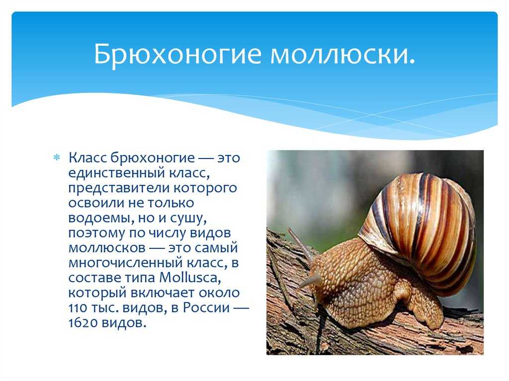 Где обитают брюхоногие