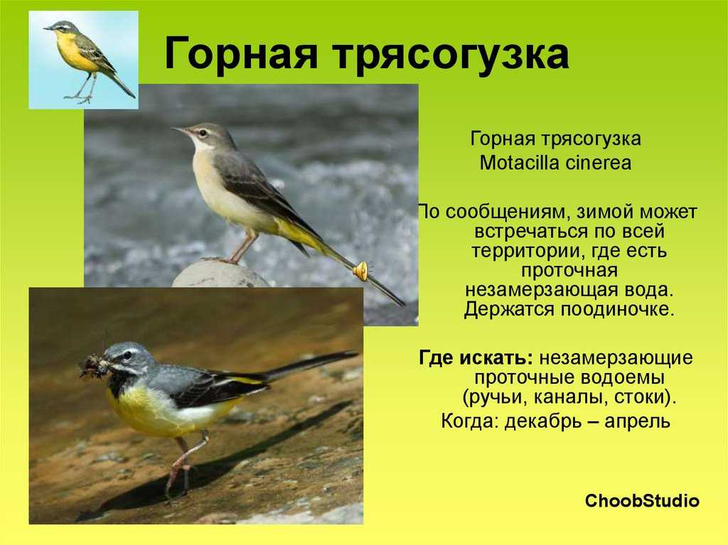 Трясогузка птица. образ жизни и среда обитания трясогузки