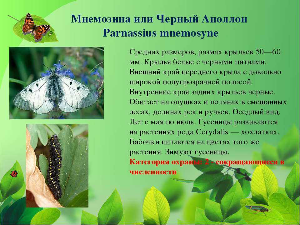 Парнассиусы или аполлоны
