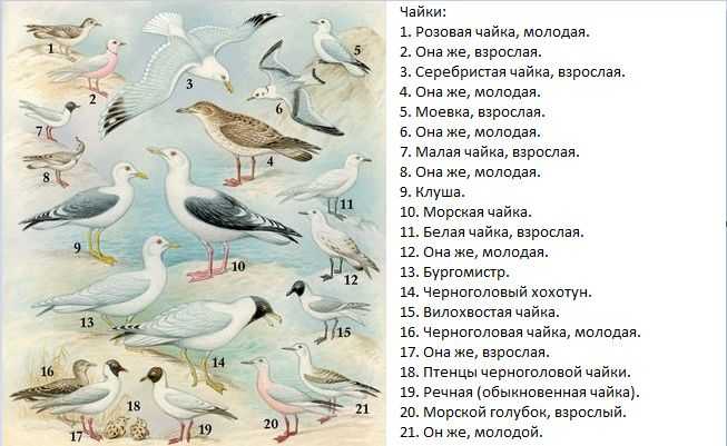 Серебристая чайка  (larus argentatus). птицы европейской россии.