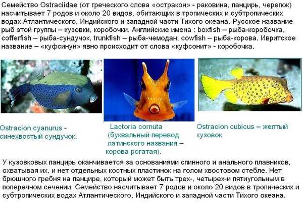 Рогатый кузовок » хочу все знать