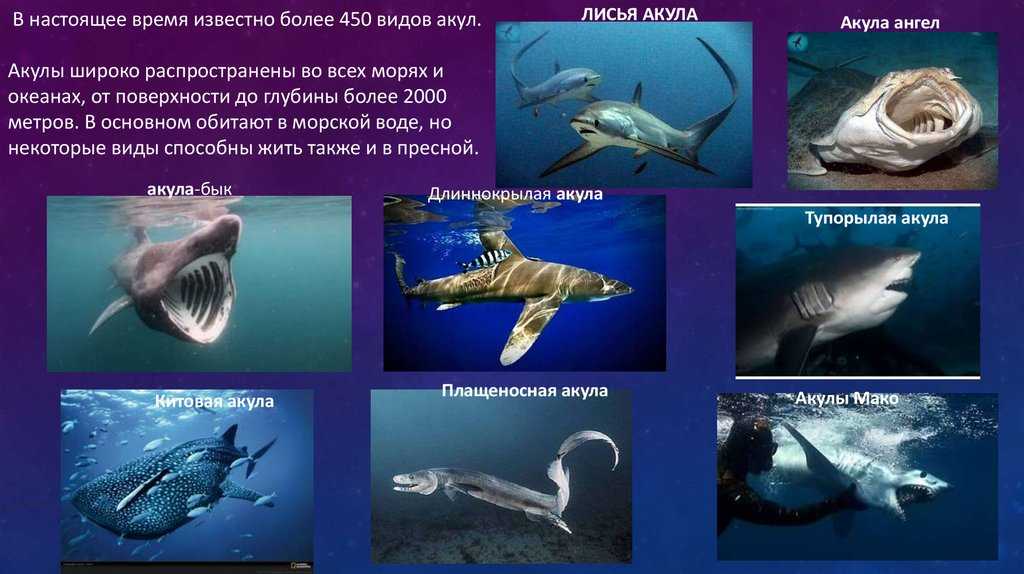 Зебровая акула: длинный хвост и пять кожных гребней на теле
