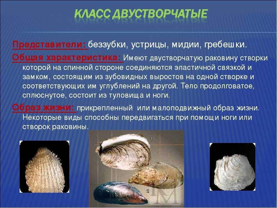 Строение и биологическое значение двустворчатых моллюсков