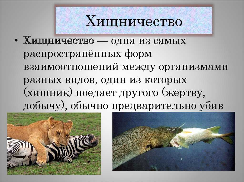 Удивительные птицы